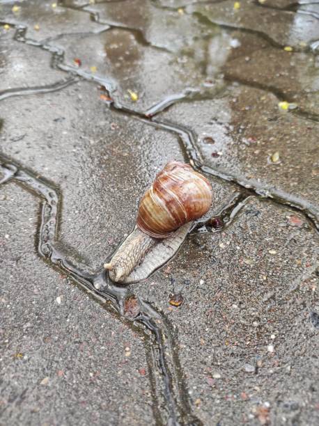 istock A large land snail crawls on the ground 2150457922