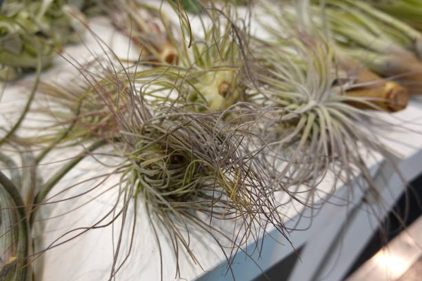 istock A bunch of plants with long, thin leaves are on a white table 2150459049