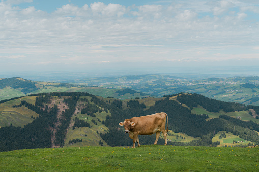 Scenic rural view of cow  on pasture in Swiss Alps in summer