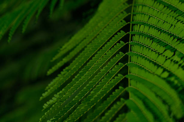 istock Jacaranda fern leaves texture 2150459860