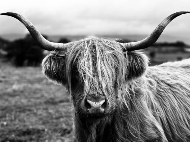 A highland cow looking at the camera in Scotland