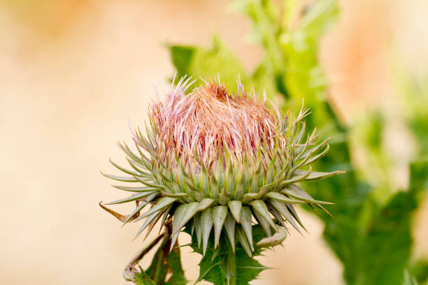 Onopordum tauricum, the Taurian thistle or bull cottonthistle, is a species of thistle. It is native to Eurasia and is known in Australia and the western United States as an introduced species