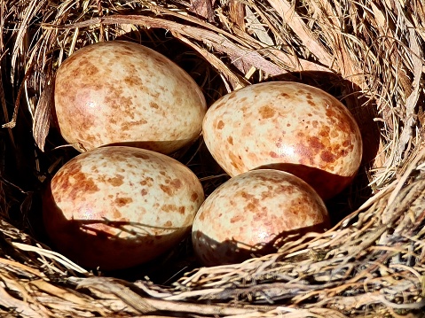 Nest of Beginnings: A hidden seagull's nest holds a clutch of speckled eggs, hinting at the promise of new life