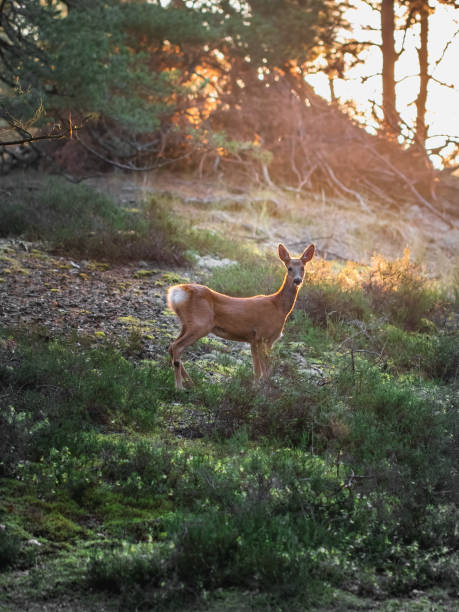 A deer in forest or woods at sunrise