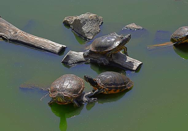 istock Yellow-bellied slider turtles (Trachemys scripta scripta) 2150464769