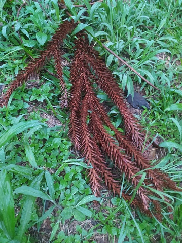 Dried leaves of araucaria angustifolia on the grass. Known as 