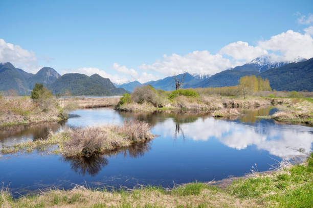 Pitt River Dike Scenic Point during a spring season in Pitt Meadows, British Columbia, Canada.