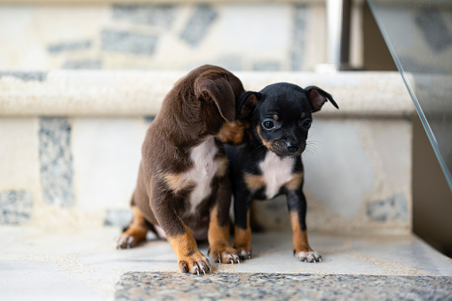 sibling dogs together on stairs playing adorable looking at the panorama learning to see the world at only one month old