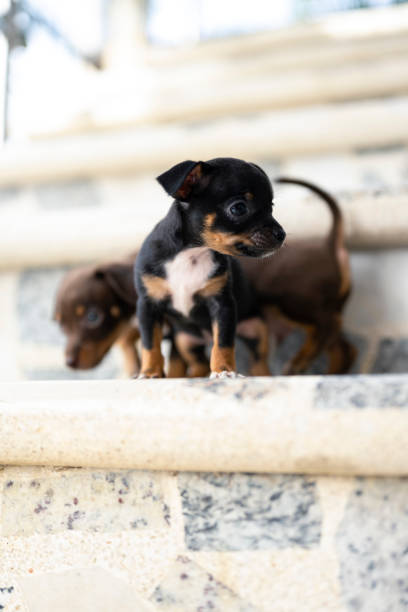 istock Sibling dogs together playing tenderly on stairs 2150466669