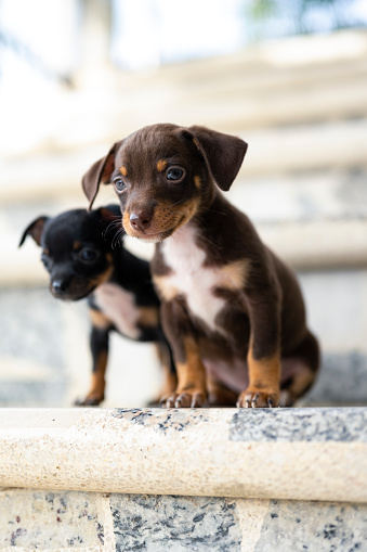 sibling dogs together on stairs playing adorable looking at the panorama learning to see the world at only one month old