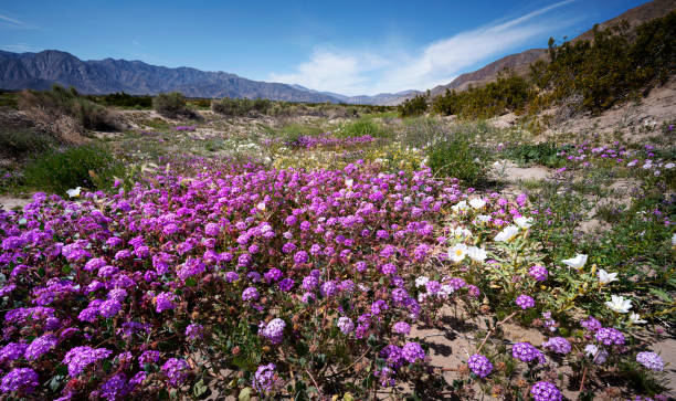 istock Anza Borrego Desert Spring Bloom 2150466931