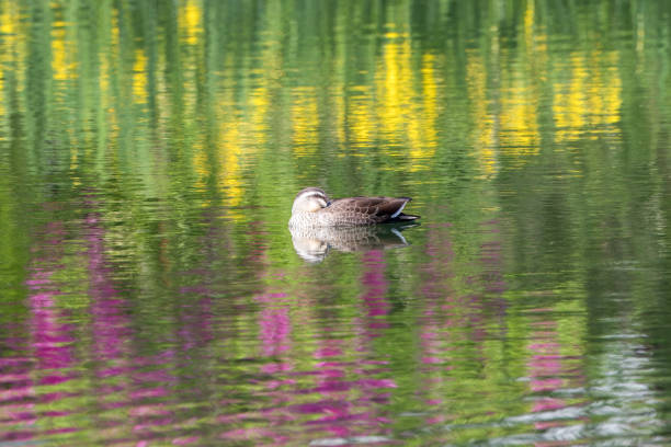 Spot-billed duck with colorful reflection on the water surface.
