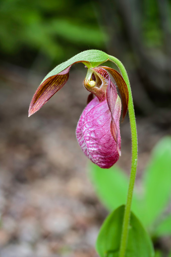 A wild Lady's Slipper plant growing in the forests of Prince Edward Island, Canada.