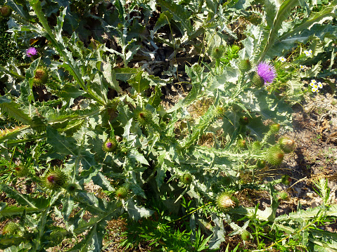 Lush prickly thistle plants in green tones all over the background. A large natural diversity