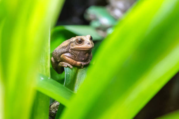 istock Andean Marsupial Tree Frog 2150470203