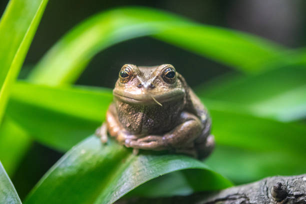 istock Andean Marsupial Tree Frog 2150470218