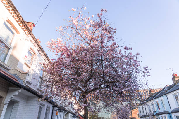 Beautiful cherry blossom sakura in spring