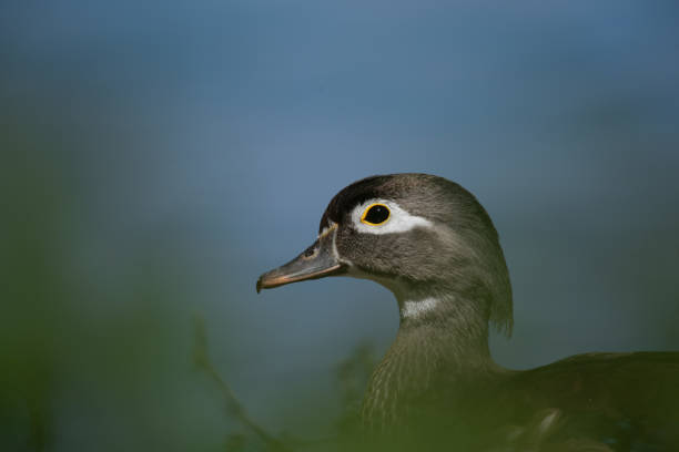 istock Wood duck in Racconigi 2150470299