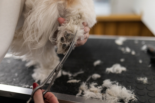 Close-up of female dog groomer, who is trimming dog's hair, on his paws, with scissors. Little dog is sitting on the table in pet grooming salon.