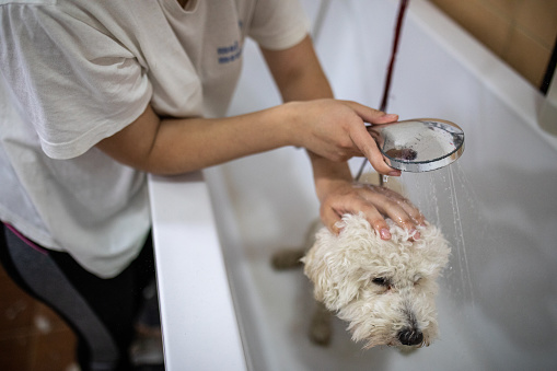 Cute little dog is in a bathtub in pet grooming salon. Young woman, pet groomer, is bathing him and preparing him for beauty treatment.