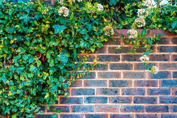 Wild grape on the wall of an old building