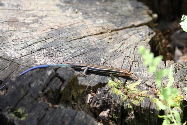 istock April 27, 2024  Turkey Creek Skink 2150471916