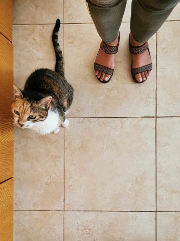 Calico cat sitting on the floor wating for the owner giving some food. Hungry tabby cat. Flat lay top view photo.