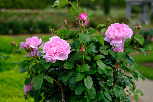 Beautiful roses in a rose garden