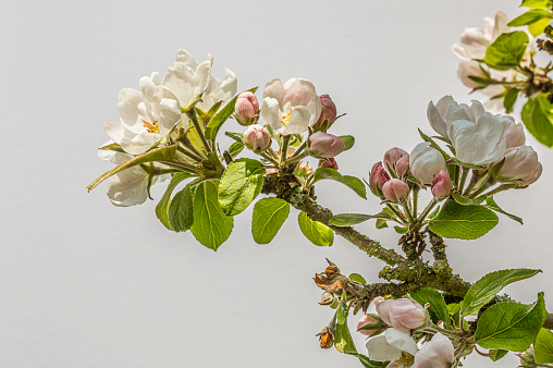 branch with white apple blossoms against the sky with copyspace, Denmark, April 27, 2024