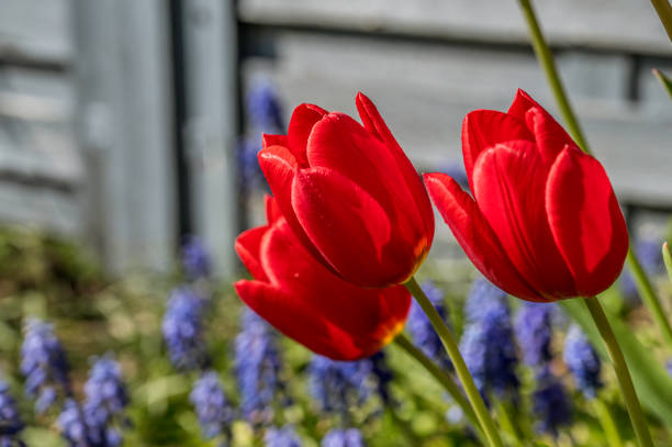 red tulips with blue pearl hyacinths in the background, Denmark, April 27, 2024