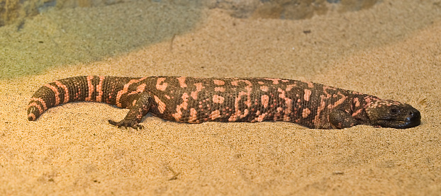 The Gila Monster, Heloderma suspectum, is a species of venomous lizard native to the southwestern United States and northern Mexico. Mojave Desert.