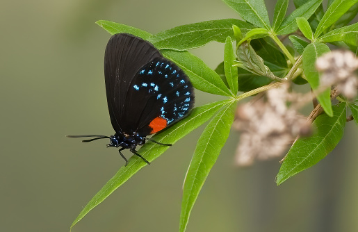 blue butterfly with orange rings on its wings