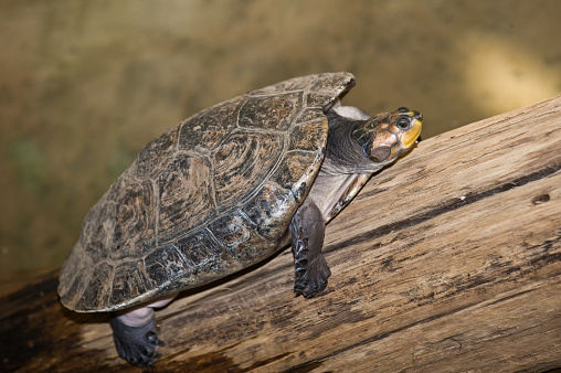 Yellow Spotted Sideneck Turtle or The Yellow-spotted river turtle is one of the largest South American river turtles. Podocnemis unifilis is a type of side-necked turtle. Found in large lakes of South America's Amazon Basin. Podocnemis unifilis. Brazil.