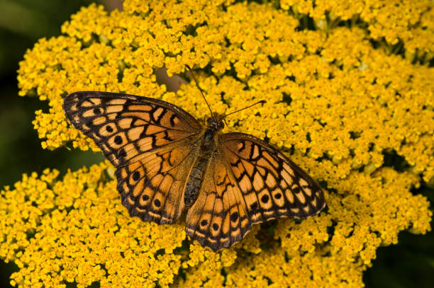 euptoieta claudia – gatunek motyla z rodziny rusałkowatych (nymphalidae). na krwawniku pospolitym. - claudia zdjęcia i obrazy z banku zdjęć