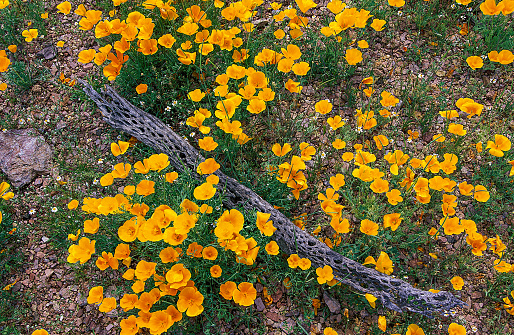 Eschscholzia californica subsp. mexicana; the Mexican Gold Poppy, which is found in the Sonoran Desert. Picacho Peak State Park, Arizona.