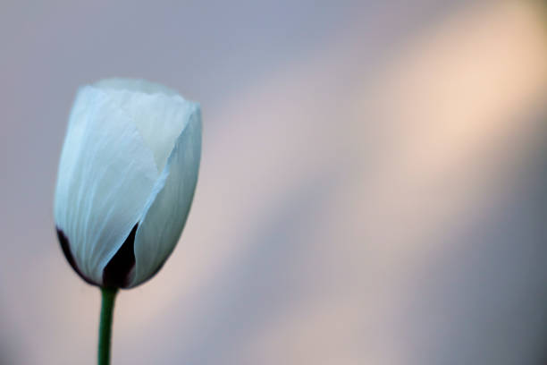 A macro photograph capturing the intricate details of a white Anemone flower's center covered in dew, conveying freshness and delicacy.