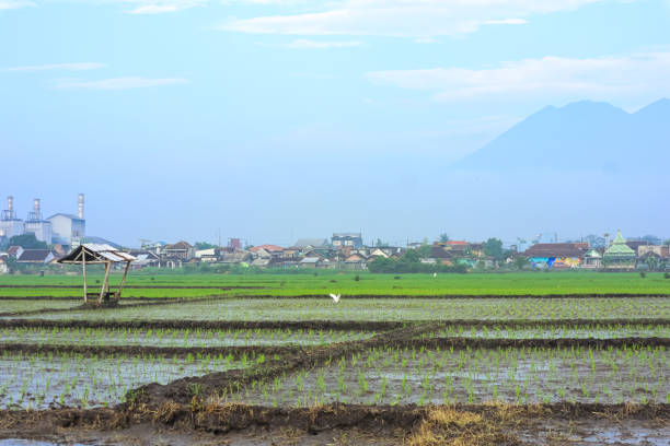 Rice Terrace Bamboo Irrigation System