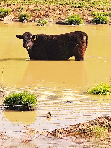 Cow Soaking In Pond