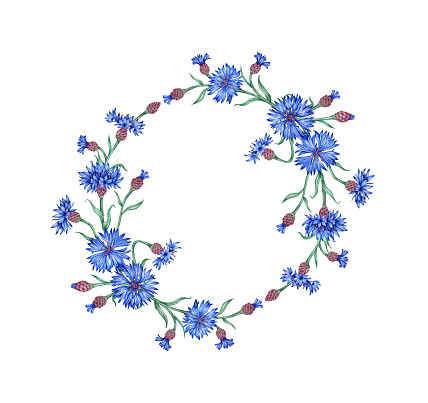 Cornflowers wreath of bouquets watercolor illustration. Botanical composition element isolated from background. Suitable for cosmetics, aromatherapy, medicine, treatment, care, design,