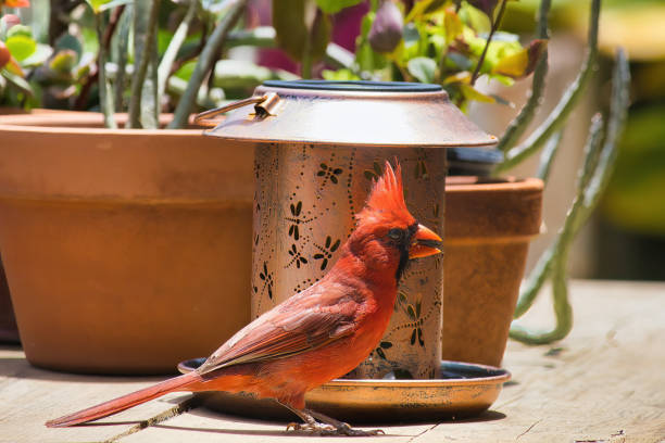 Birds are common animals characterized by feathers, hearts with four chambers and toothless beaked jaws. They lay hard shelled eggs and are strong but lightweight animals.This is a photo of a northern male cardinal .They are known for their bright red feathers and are a symbole of love, hope and connection to deceased loved ones.