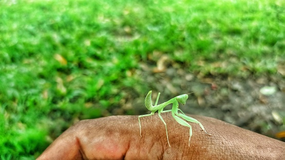 photo of a baby animal with the Latin name Rhombodera extensicollis praying mantis