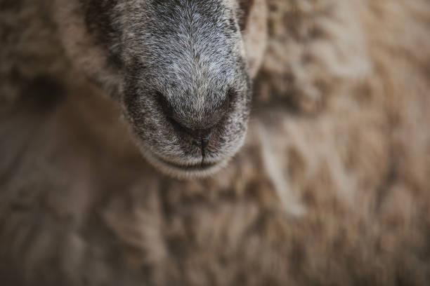 istock Close-up of a sheep's nose 2150479978