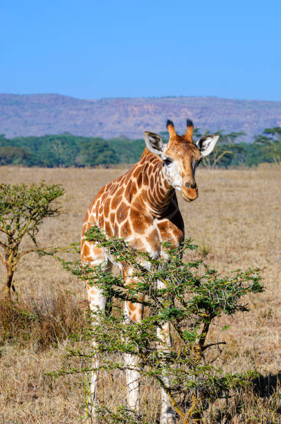 Wild masai giraffe walking on the plains of the Masai Mara.Taken on the Masai Mara, Kenya, Africa