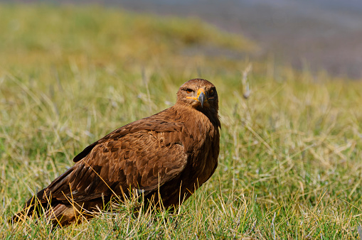 Tawny Eagle (Aquila rapax) perched on a hill, overlooking the Masa Mara, looking for it's next meal.

Taken on the Masa Mara, Kenya, Africa