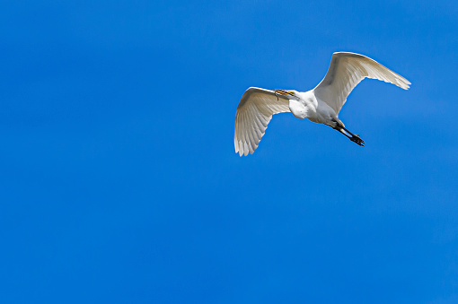 Great egret (Ardea alba) captured in mid-air flying over natural ocean slough, spring nesting area.\n\nTaken in Moss Landing, California. USA