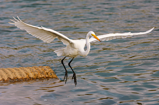 Great egret (Ardea alba) captured in mid-air flying and getting ready to land on a new culvert fishing spot.

Taken at Moss Landing, California near the Elkhorn Slough National Estuarine Reserve.
