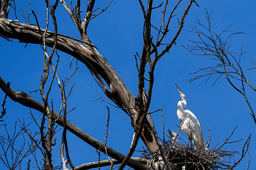 Great egret (Ardea alba) family in treetop nesting area near the Elkhorn Slough.\n\nTaken in Moss Landing, California. USA