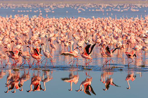 Small group of lesser flamingos (Phoenicopterus minor) gathered on the small, shallow, alkaline-saline lake Lake Nakuru.

Taken in Lake Nakuru, Kenya, Africa