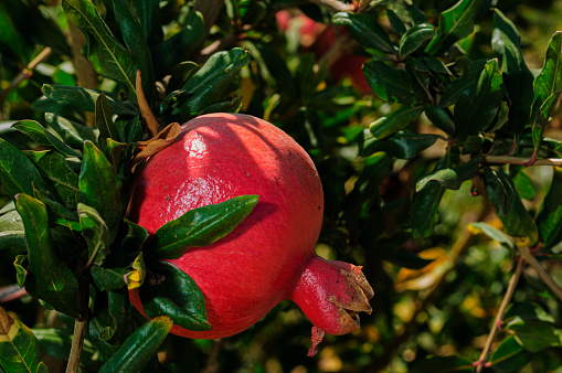 Close-up of ripening pomegranate (Punica granatum) fruit on tree growing on a San Joaquin Valley farm.