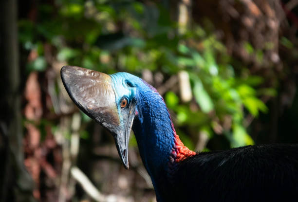 istock Southern Cassowary (Casuarius casuarius) in the Daintree rainforest 2150480659
